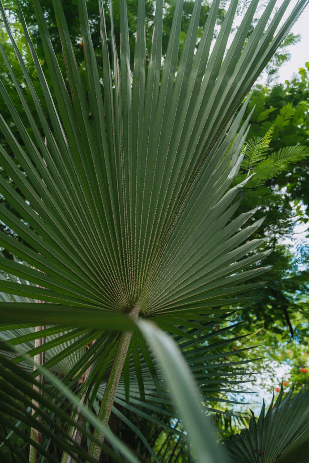 $!Conservan en Culiacán la colección de palmeras más grande de México