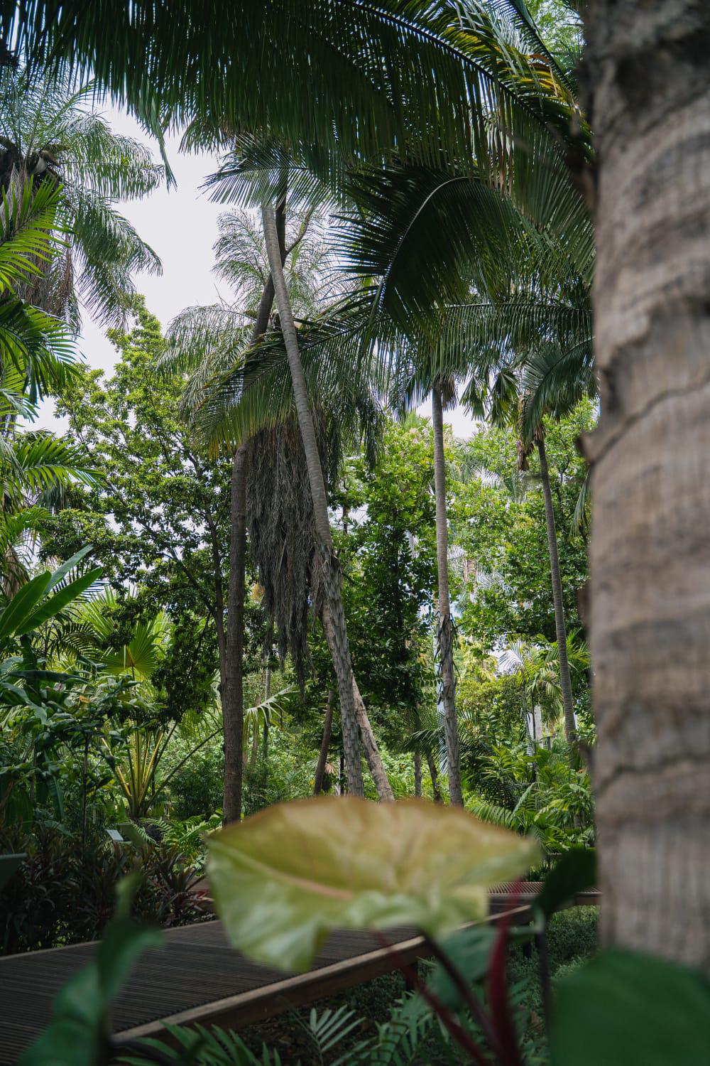 $!Conservan en Culiacán la colección de palmeras más grande de México