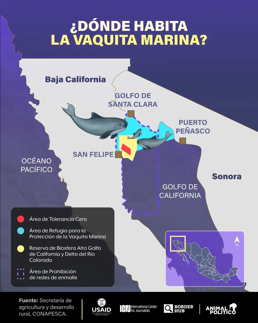 $!Gobierno de AMLO abandonó desde 2021 proyecto esencial para conservación de la vaquita marina