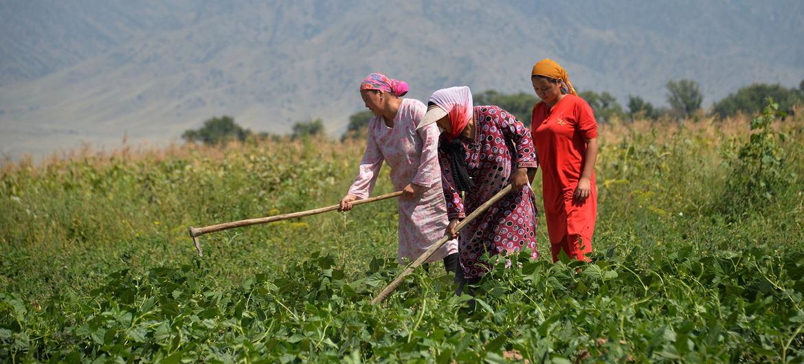 $!Mujeres agricultoras trabajan en un campo de Bishkek, Kirguistán.