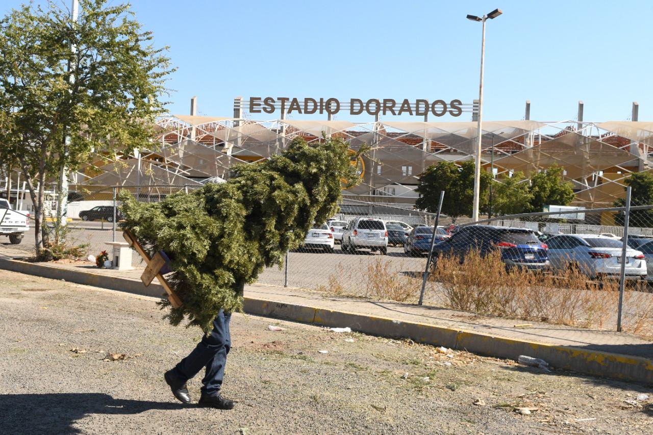 $!Llaman a llevar árboles de Navidad a centros de acopio en Culiacán