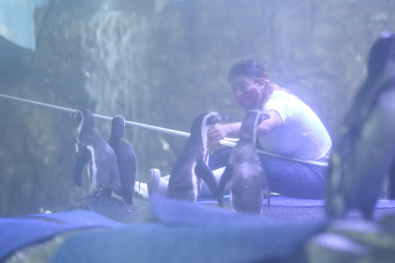$!Con el pingüinario no pasará lo que sucedió con el tiburonario colapsado en Mazatlán, asegura arquitecto