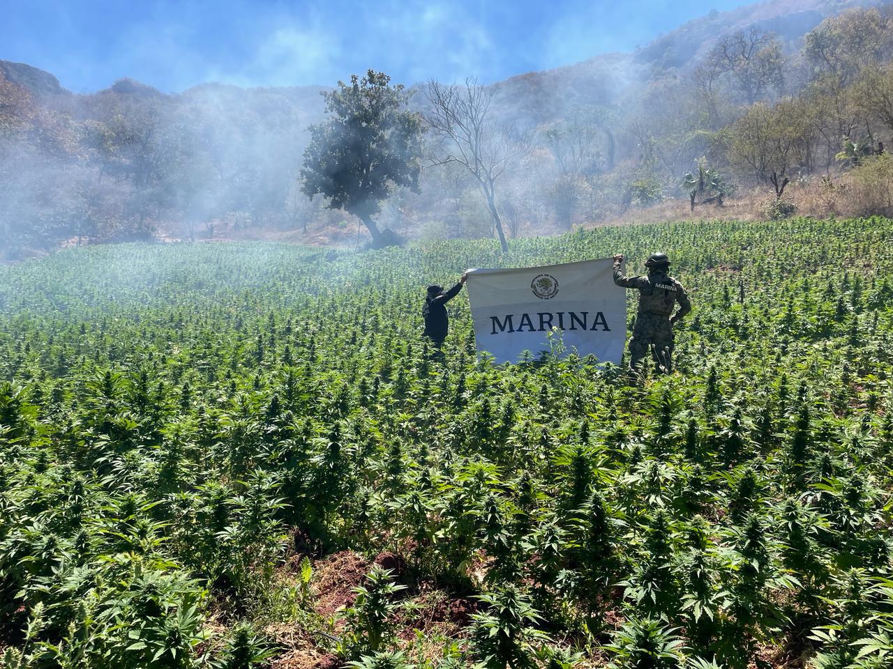 $!Marina localiza y destruye plantíos de mariguana en Sinaloa de Leyva