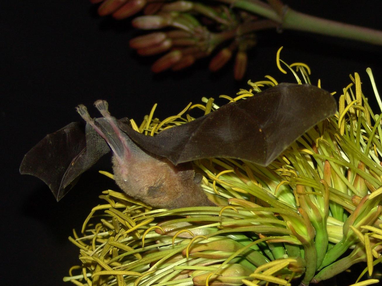 $!Murciélago sumergido en una flor de agave.