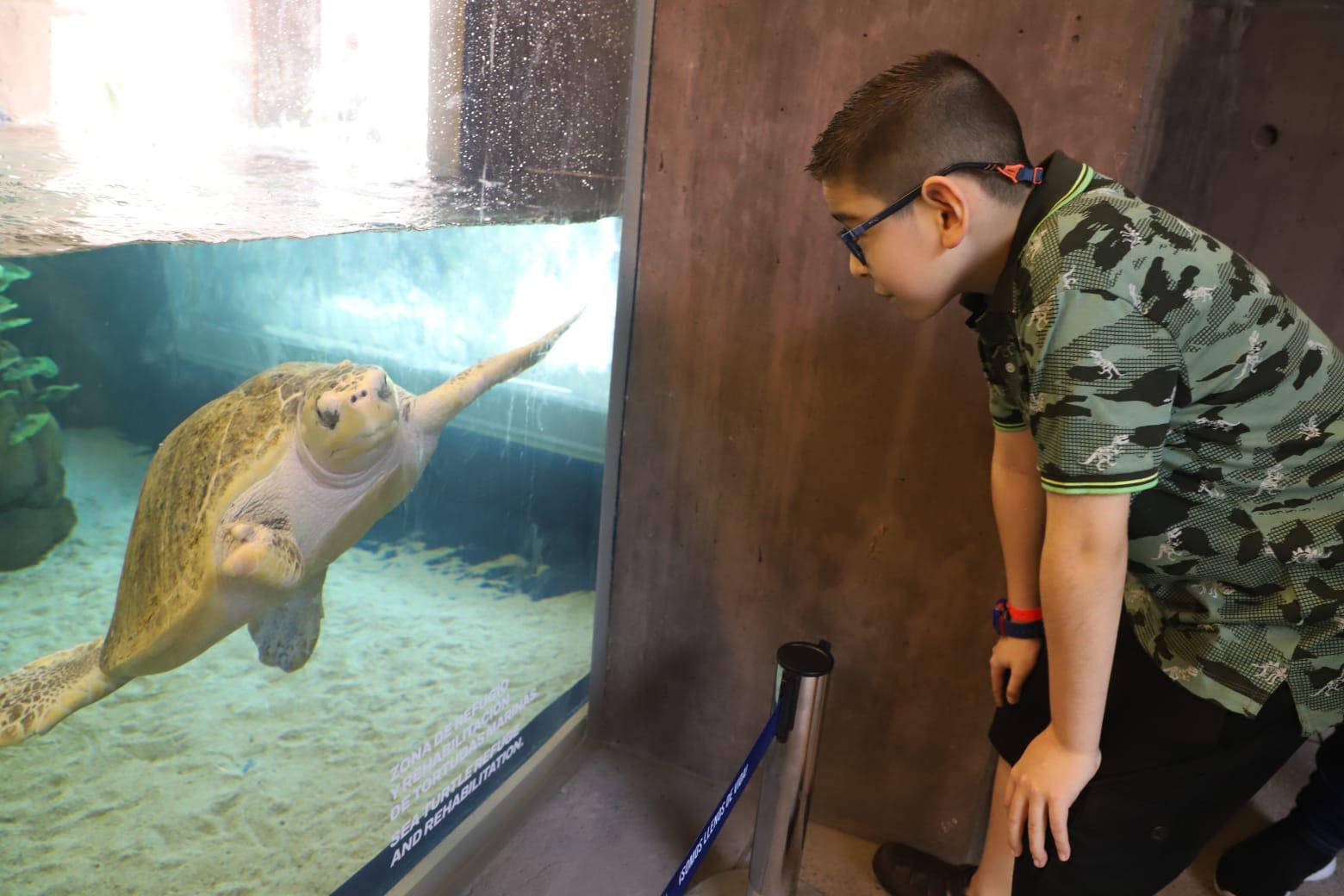 $!Carlos Emilio Verduzco Inzunza, de Los Mochis, aprecia una de las tortugas que se encuentran en el área de rehabilitación.
