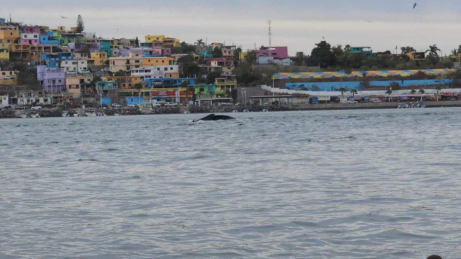 $!#VIDEO Captan a ballena en la bahía de Topolobampo