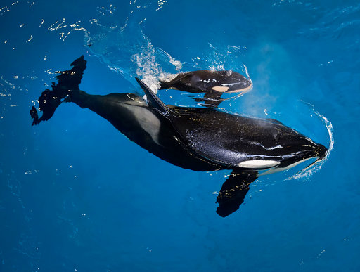 Nace la última orca en Sea World