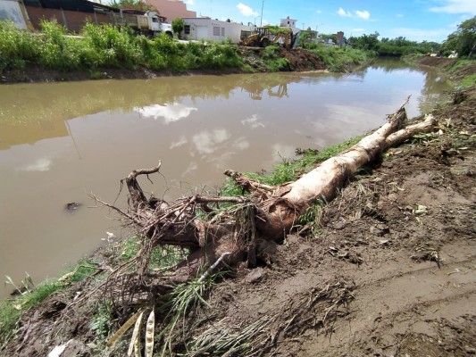 Tumban árboles para revestir el Arroyo Jabalines, en Mazatlán; los vecinos se indignan