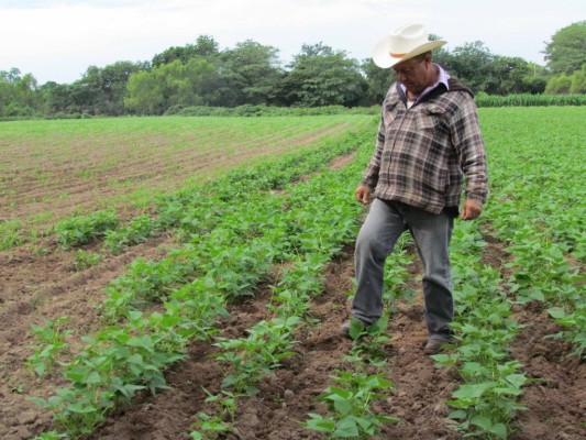 Productores de Escuinapa aseguran que sus plantíos han sido azotados por las condiciones climáticas.