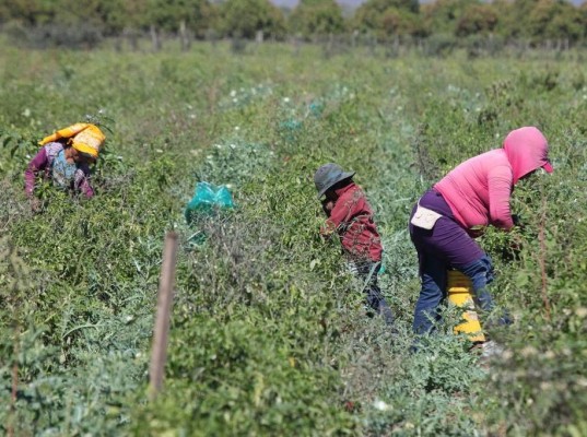 Trabajan niños en los campos de Mazatlán