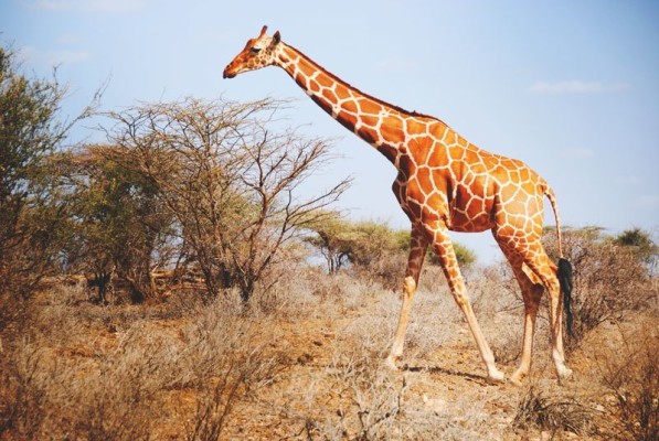 La jirafa está en lista de observación de especies en riesgo