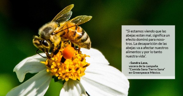 Plaguicidas matan 4 mil millones de abejas en México, y se pone en riesgo la alimentación, alertan