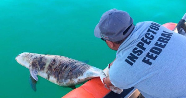 Otra vaquita marina es hallada muerta en el Golfo; México perdió 90% de la especie en este sexenio