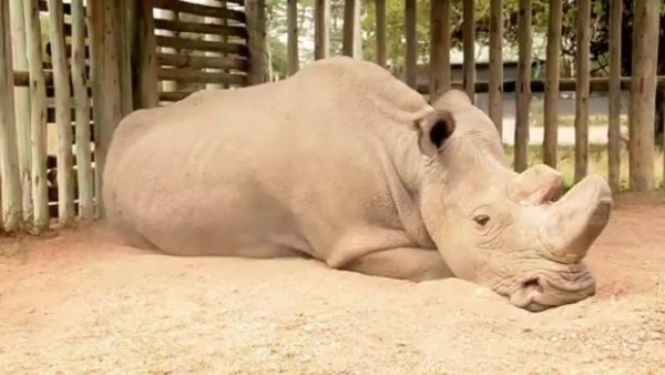 Fallece Sudán, el último rinoceronte blanco del norte macho que quedaba en el mundo