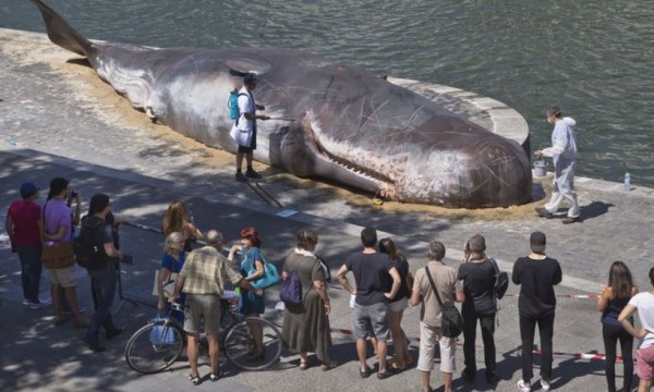 Aparece ‘ballena varada’ junto al río Sena de París