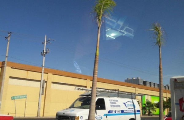 Sembrar palmeras en Culiacán es inadecuado, advierte el Implan