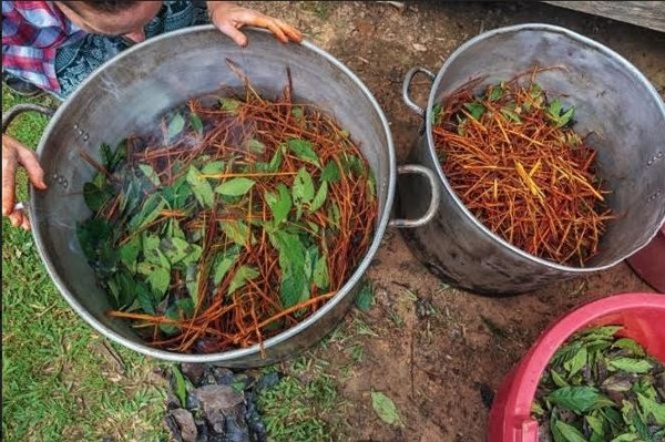 REALIDADES / La ayahuasca, ¿bebida medicinal o lúdica?