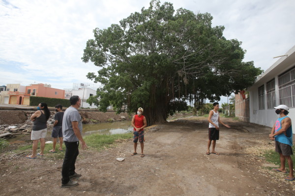 En Mazatlán, un árbol enfrenta a los adultos con los jóvenes