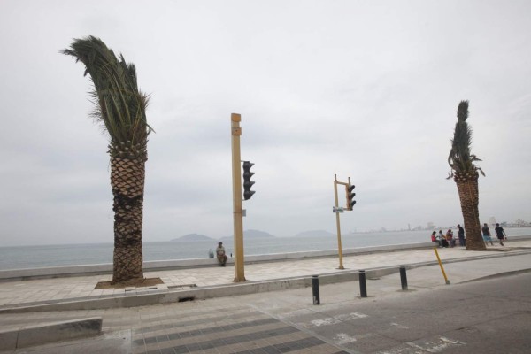 Y ahora, suman palmeras datileras al malecón de Mazatlán