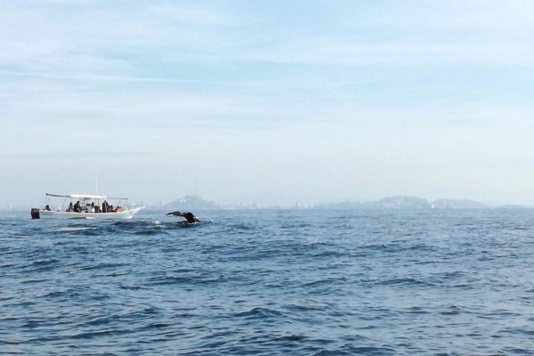 Dan ballenas jorobadas espectáculo inolvidable frente a Mazatlán