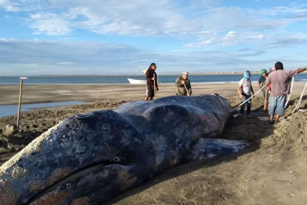 Regresan al mar ballena gris varada durante 3 días en BCS