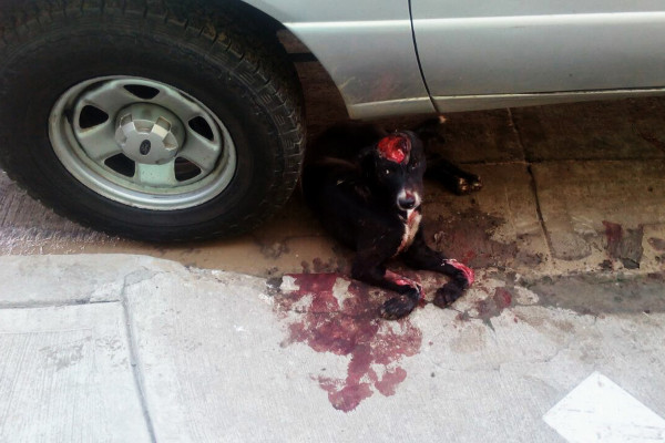 Piden vecinos apoyo para 'La Negra', perrita atropellada en Mazatlán