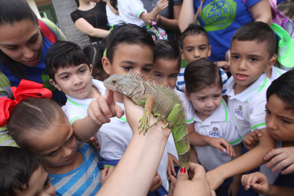 Conocen a la iguana verde