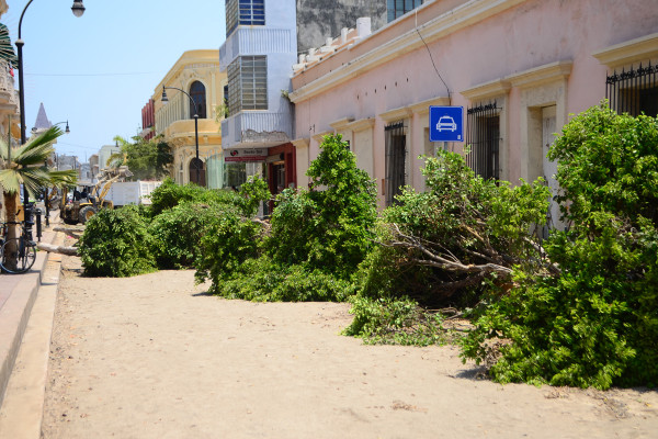 Estado ordenó tala de árboles en Centro Histórico de Mazatlán: Galván