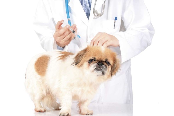 Mascotas, quererlas es vacunarlas