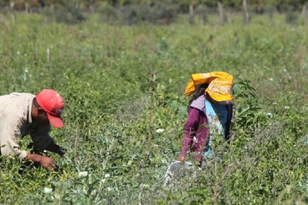 Les da hambre, comen tomates fumigados, y se intoxican dos niños hijos jornaleros en Villa Unión