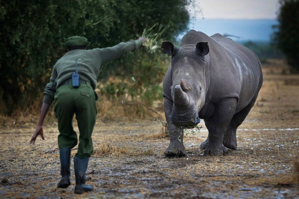 Mueren menos rinocerontes por cazadores furtivos en Sudáfrica