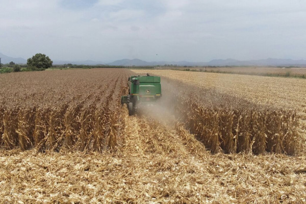 Se pagarán adeudos agricultores de Sinaloa y subirá el precio del maíz a $3,800
