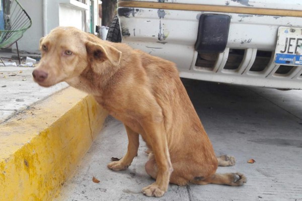 En Mazatlán, la perrita 'Laica' requiere ayuda para ser operada