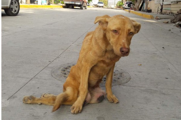 Urge veterinario que opere a la perrita 'Laica' en Mazatlán