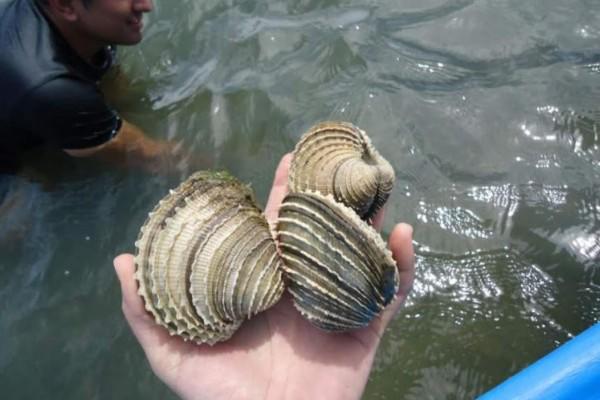 Declaran veda sanitaria para moluscos bivalvos por marea roja en la bahía de Altata