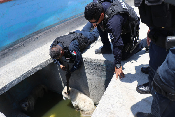Hacen equipo y rescatan a dos perros de una fosa de agua en Culiacán