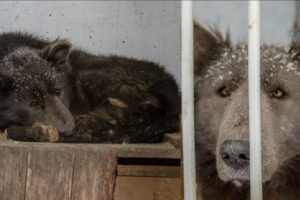 Un “perroso” deja boquiabiertos a los rusos y busca hogar adoptivo en Siberia
