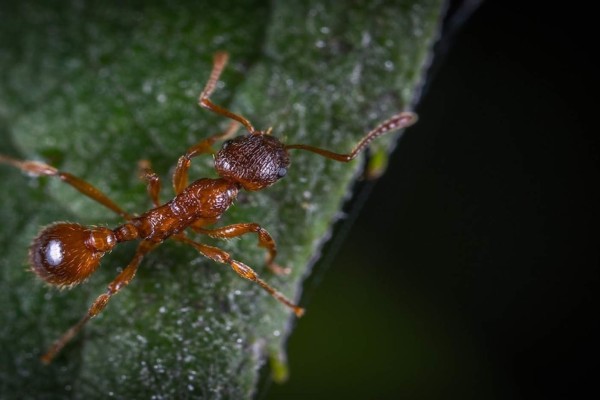 La mexicana Leonora Olivos colabora en investigación sobre la primera hormiga mutante del mundo
