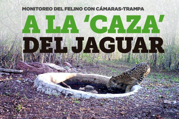 ESPECIAL: A la 'caza' del jaguar
