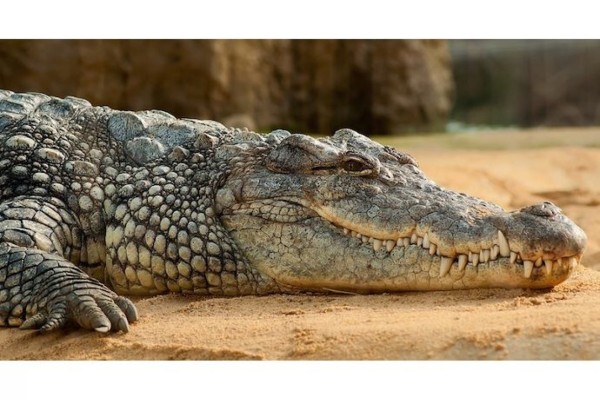 Colombia libera 15 cocodrilos llanero para frenar su casi inminente extinción