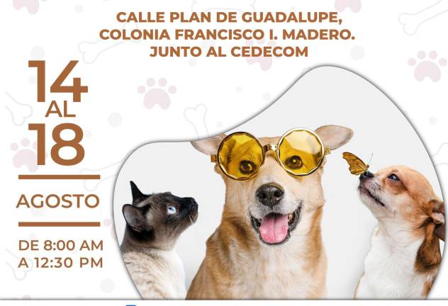 Del 14 al 18 de agosto, la campaña de esterilización de perros y gatos llegará a la colonia Francisco I. Madero.