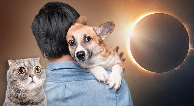 Colectivos de cuidado y protección animal hacen recomendaciones para cuidar a mascotas durante eclipse