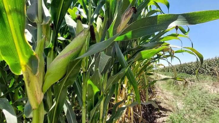 A partir de este miércoles inicia en Sinaloa el registro para apoyos complementarios en los cultivos del maíz.