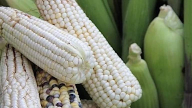 Presupuesto para comercialización de maíz en 2024 es positivo, pero no suficiente: especialista