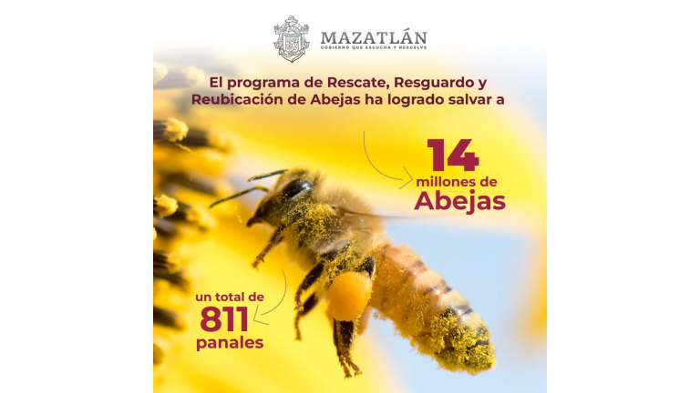 El Alcalde de Mazatlán informó que el programa de rescate de abejas es caso único en Sinaloa y en el País.