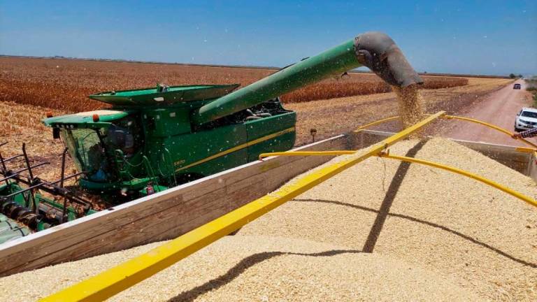 El esquema de comercialización para las cosechas de maíz blanco para el ciclo agrícola otoño-Invierno 2023-2024, genera dudas entre los productores.