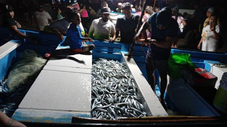 Los pajaritos ya empiezan a ser capturados por pescadores de Mazatlán.