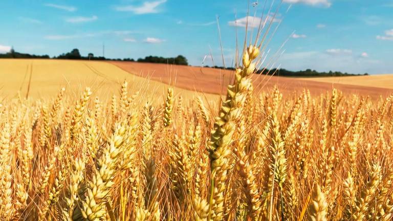 Los precios del maíz y el trigo cerraron con un alza del 2 por ciento.