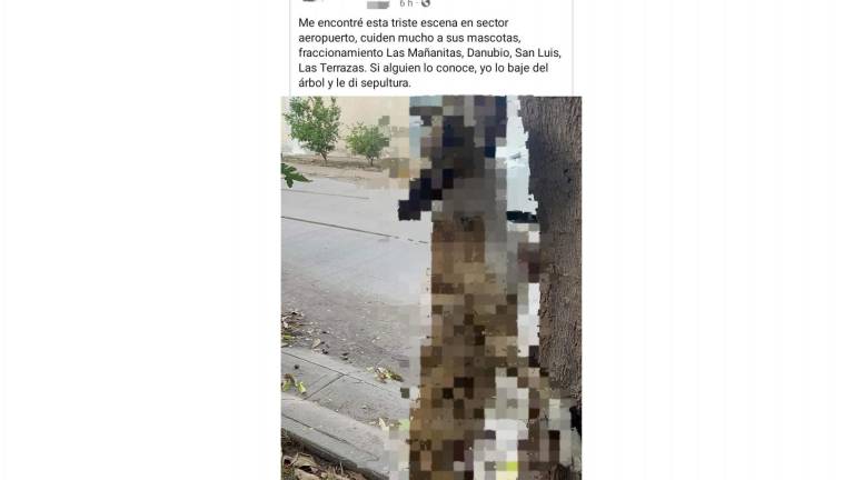 A través de una publicación en Facebook se informó de un perro que habría sido asesinado y colgado en un árbol en el sector Aeropuerto.