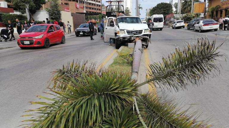 Conductora invade camellón y derriba palmera en Zona Dorada de Mazatlán
